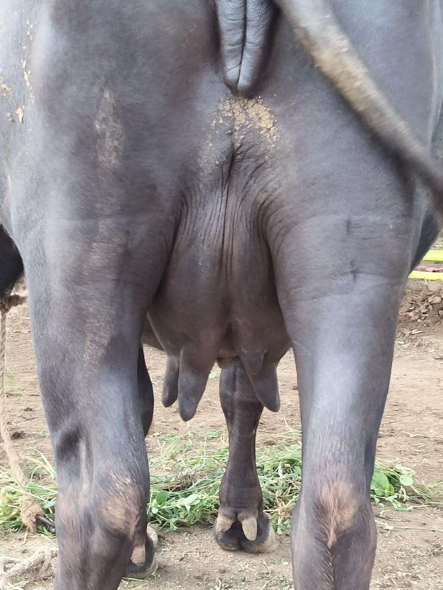 વેચવા ની છે