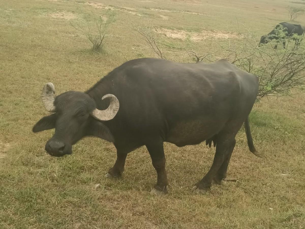 ભેંશ વેચવા ની છે