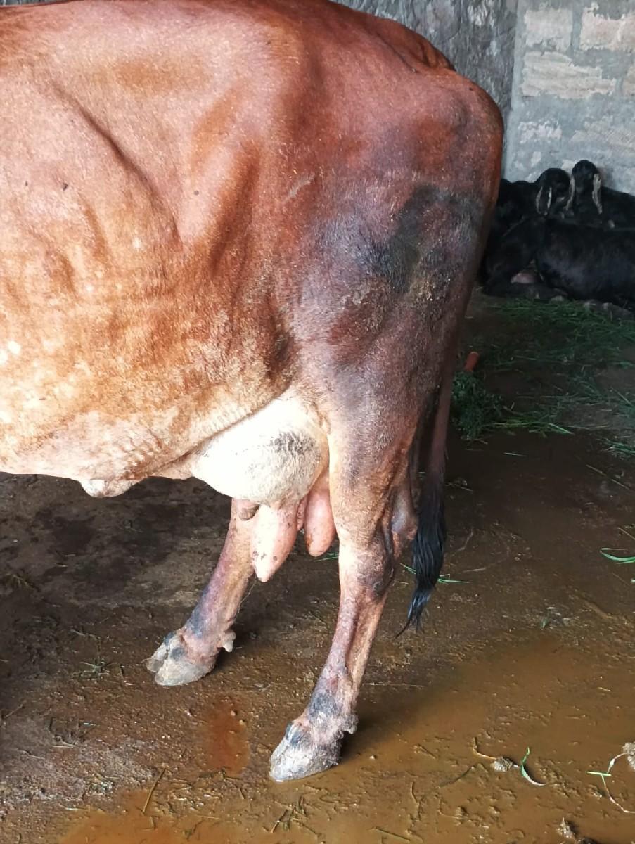 ગીર ક્રોસ બીડ ની સારી ઓલાદ