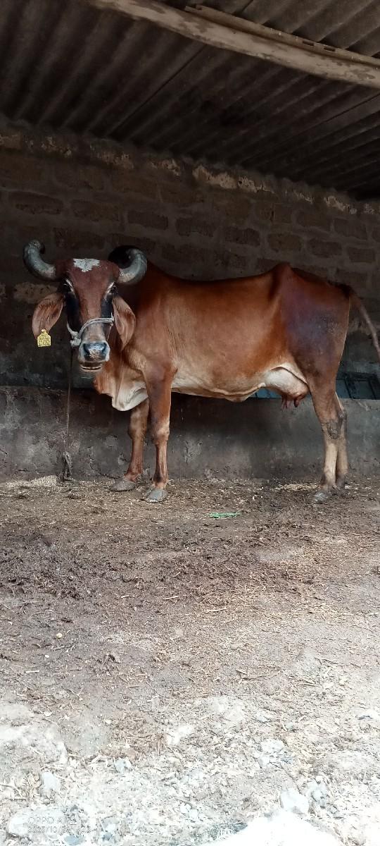 થંબનેલ 3