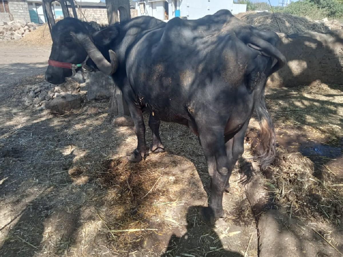 થંબનેલ 3