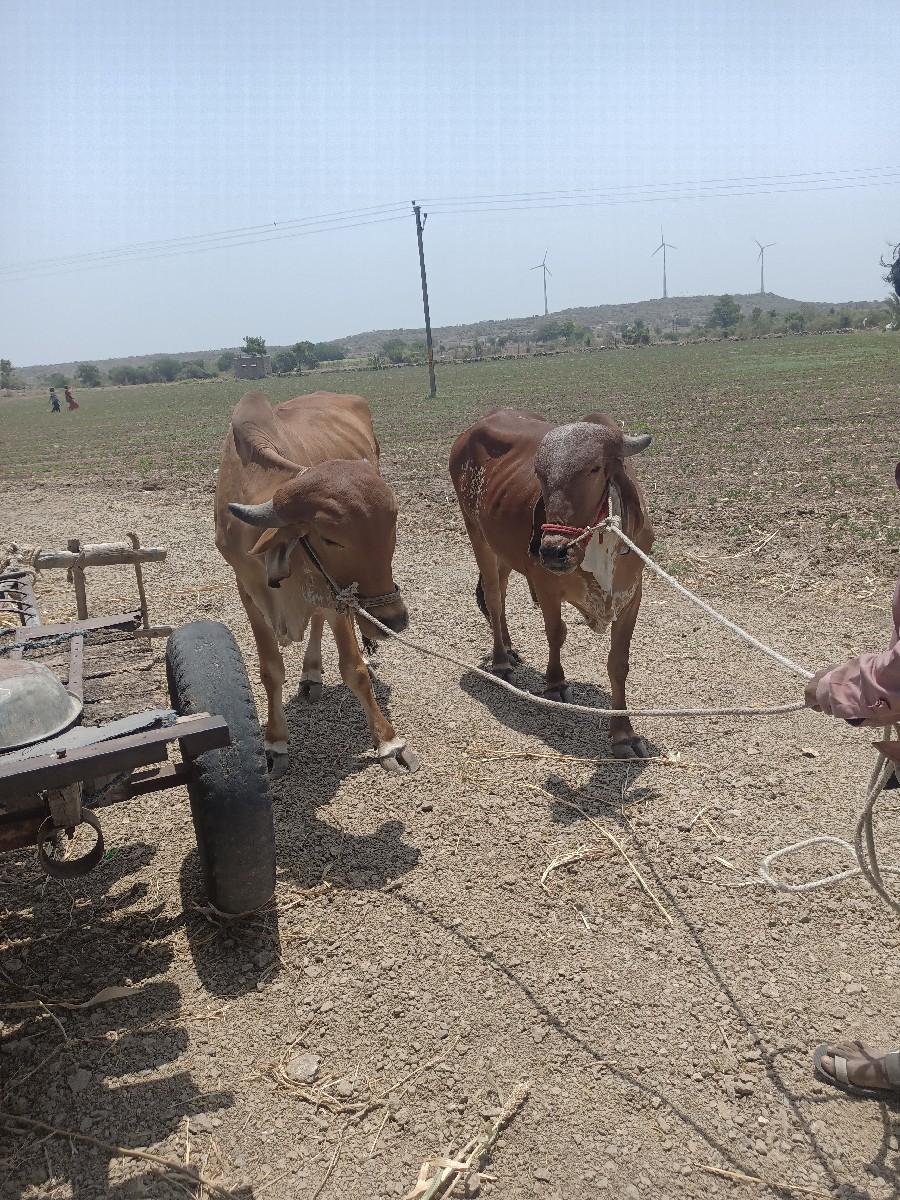 થંબનેલ 3