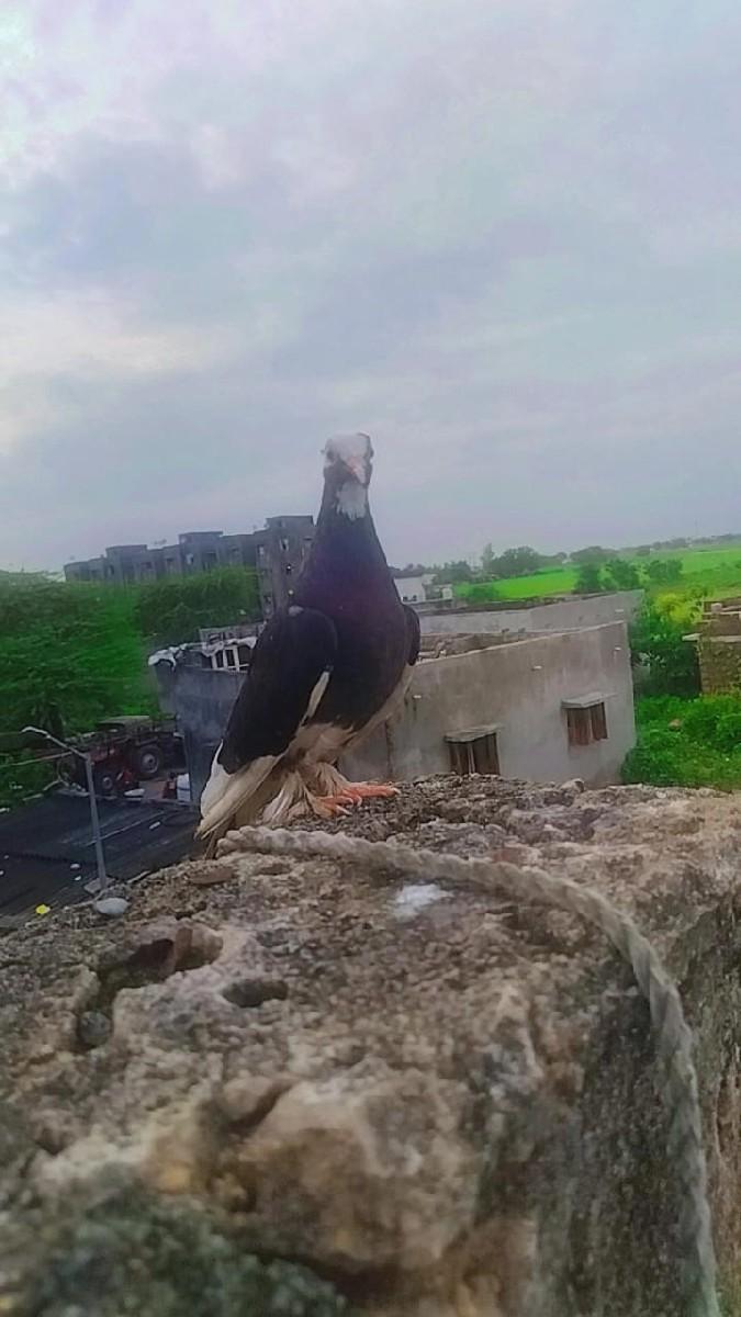 થંબનેલ 3