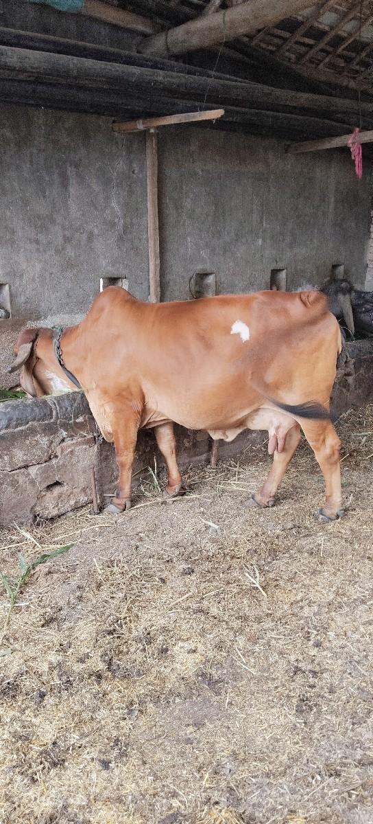 અછલ ગીર હોડકી..... બીજું વેતર