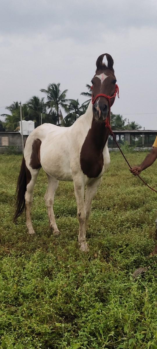 ઘોડી વેચવાની છે સાટા પણ કરવાના છે