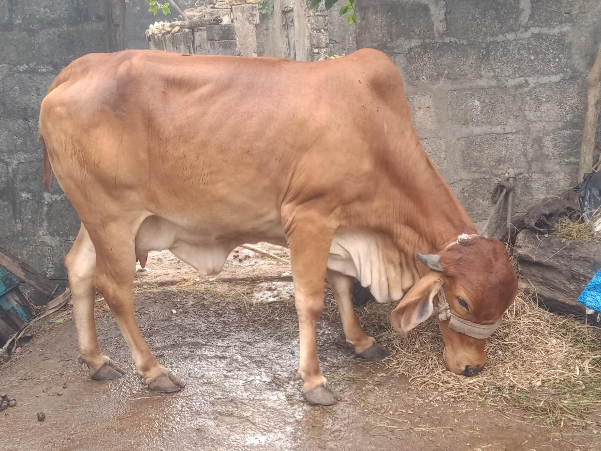 થંબનેલ 2