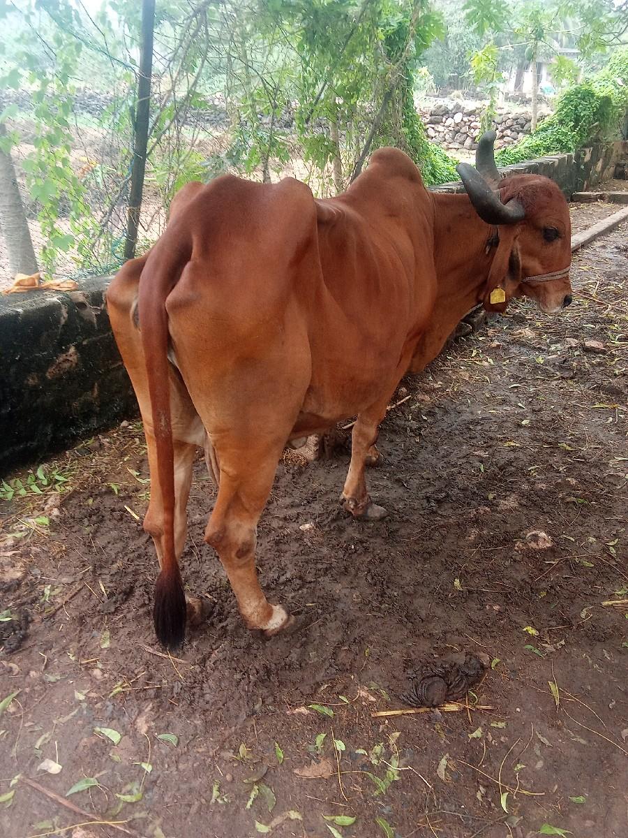 ગાય વેચવાની છે