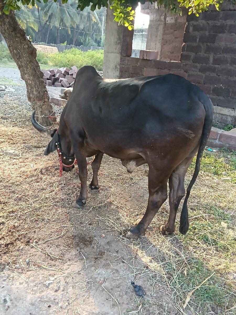 થંબનેલ 3