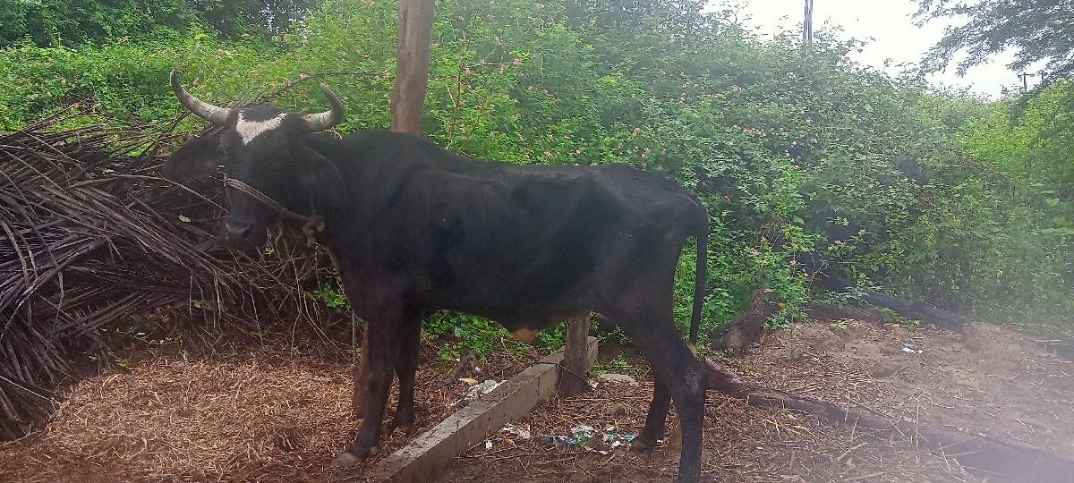 થંબનેલ 3