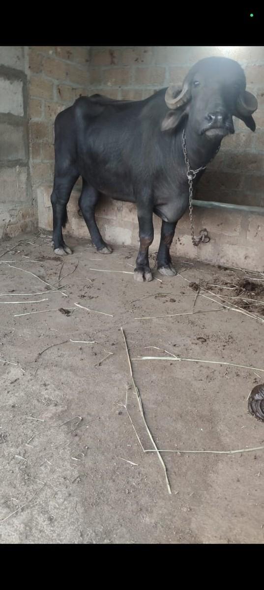 થંબનેલ 2