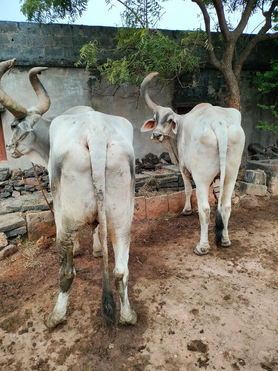 બળદ વેચવા ના છૅ