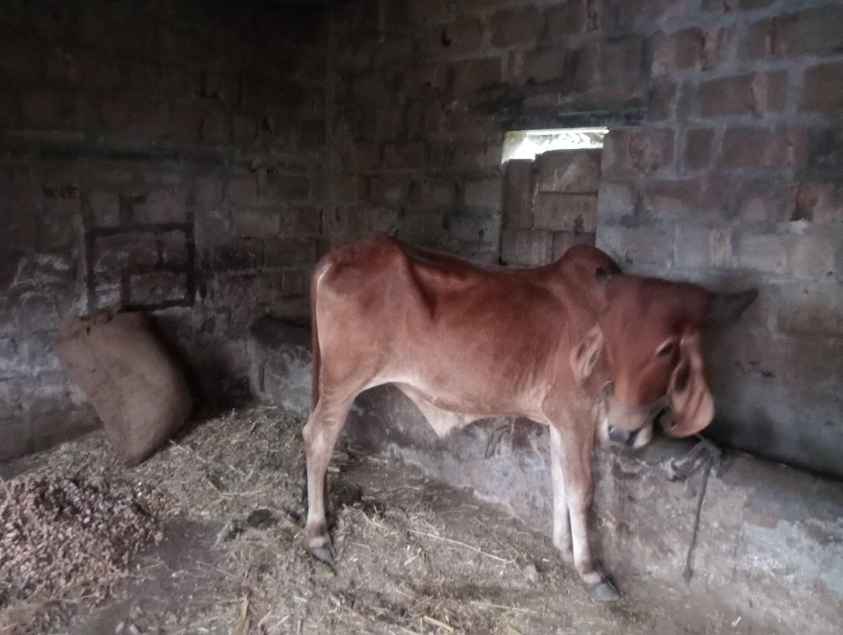 બળદ વૅચવાનૉ છૅ 2દાતૅછૅ