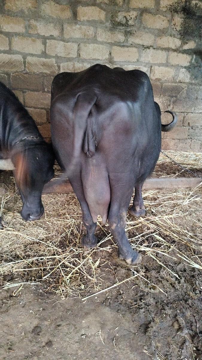 થંબનેલ 2