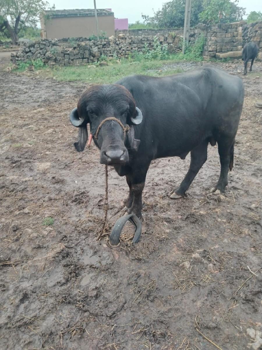 થંબનેલ 3