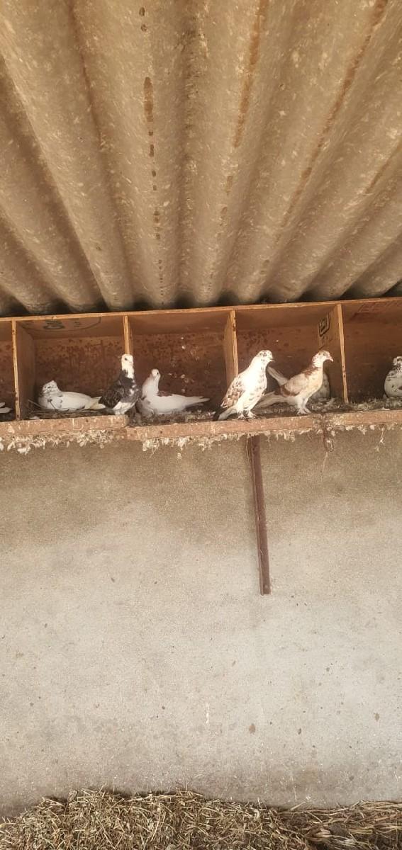 kabutar deva na se
9510001773