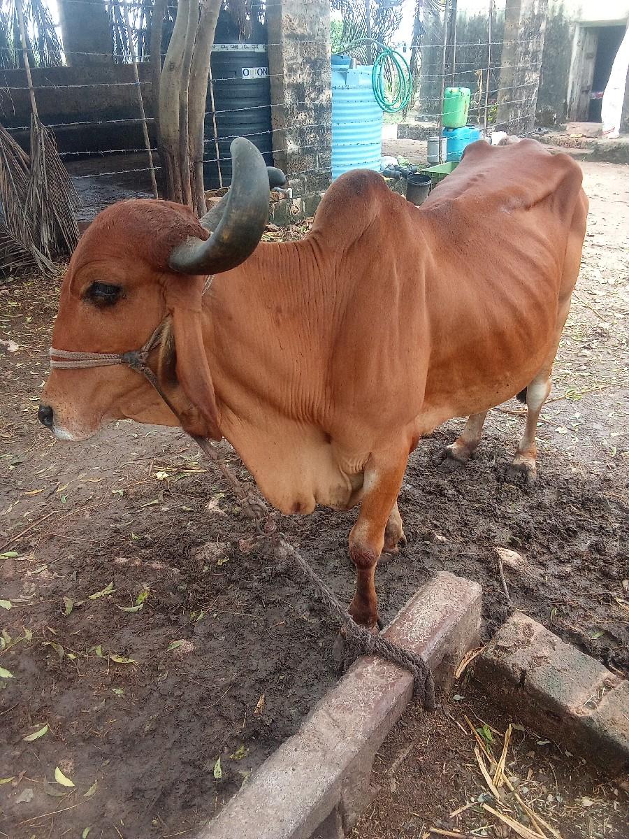 થંબનેલ 3