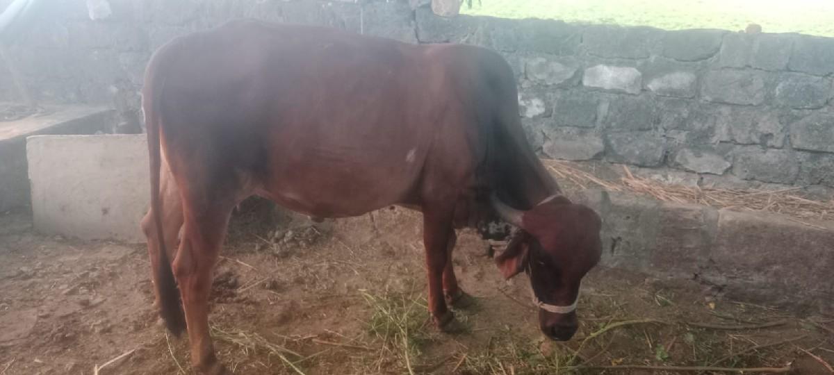 ગાઈ વેચવાની છે ક્રોસ ગીર