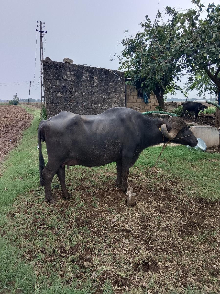 ભેંસ વેચવાની છે