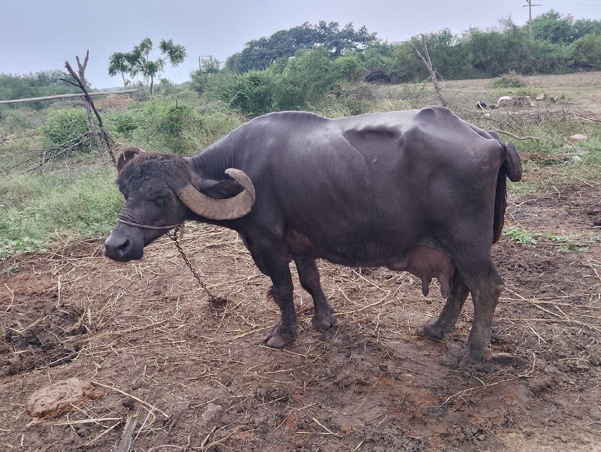 થંબનેલ 2