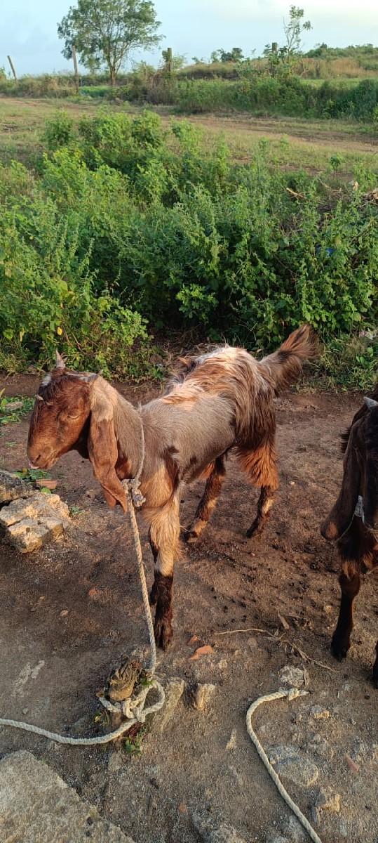 થંબનેલ 2