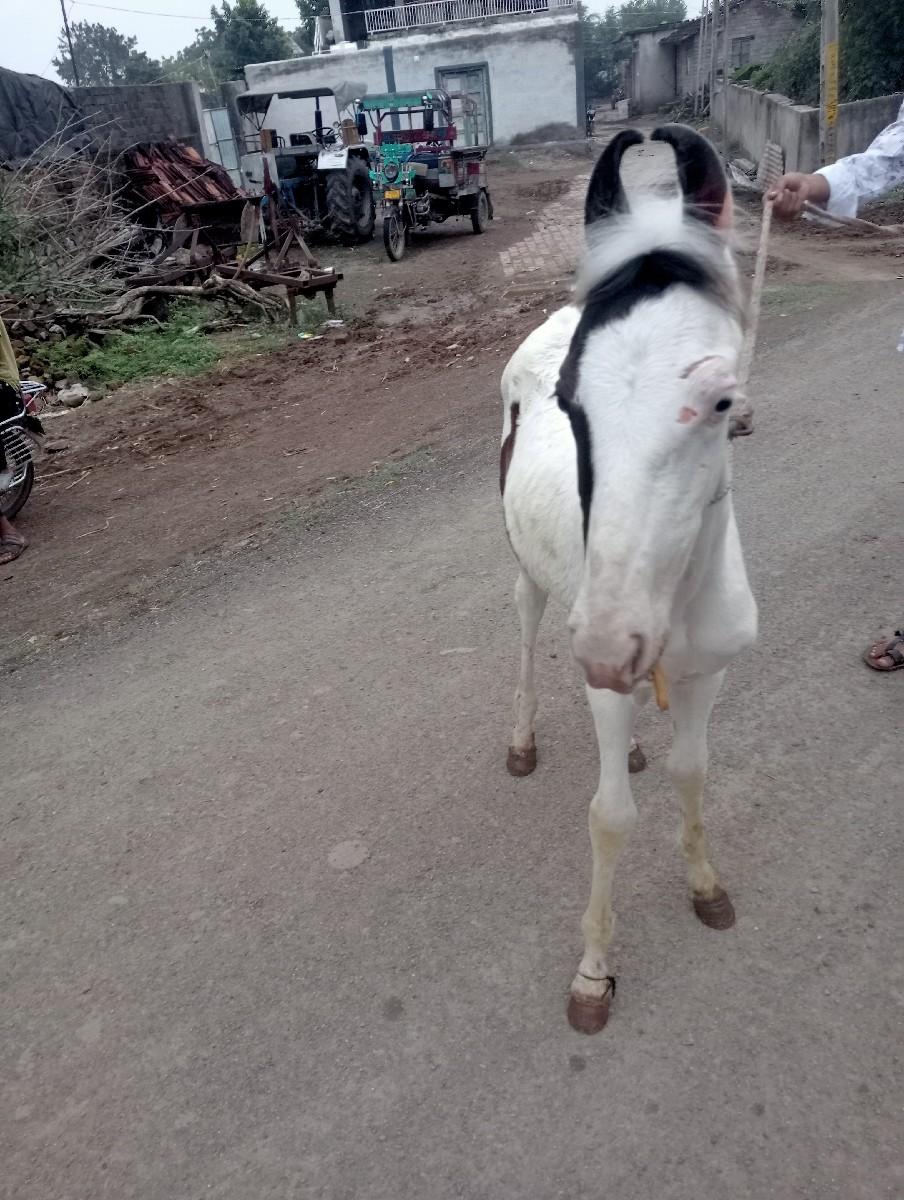 થંબનેલ 2