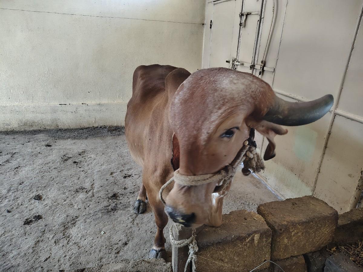 थंबनेल 3