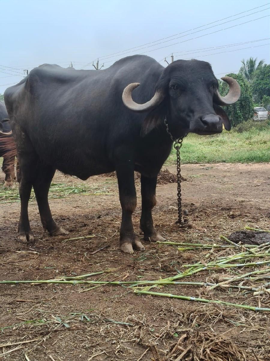 થંબનેલ 1