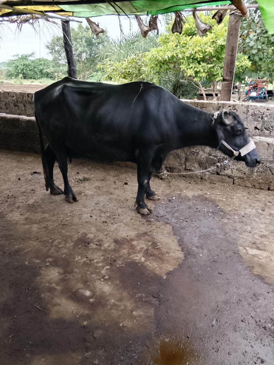 થંબનેલ 2