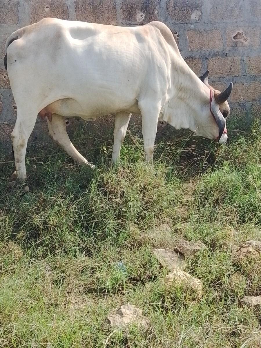 થંબનેલ 3