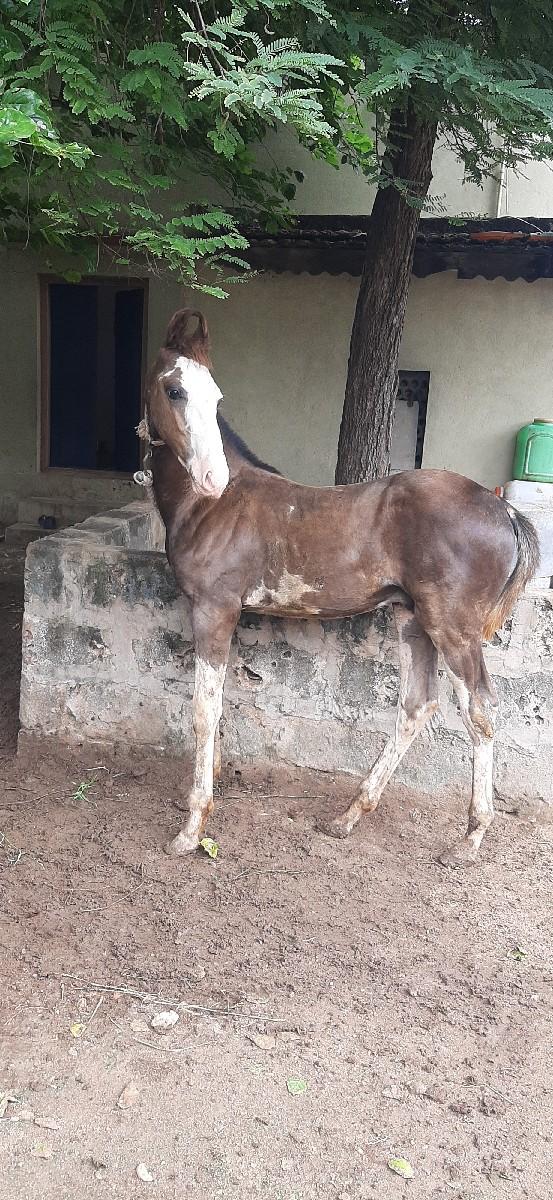 થંબનેલ 2