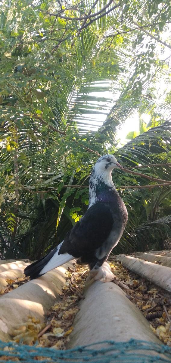 થંબનેલ 3