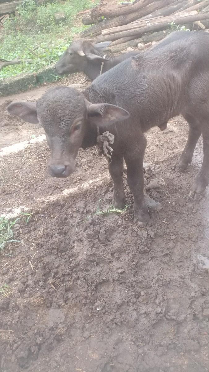 થંબનેલ 3