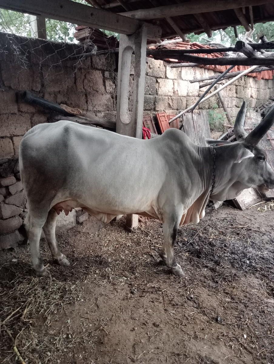 સાટા પણ હાલે....