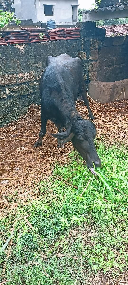 7359257458.પાડી વેચવા ની છે ..