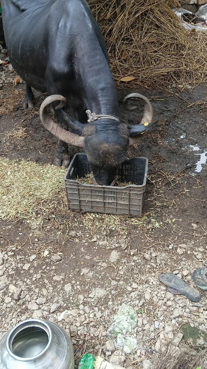 થંબનેલ 2