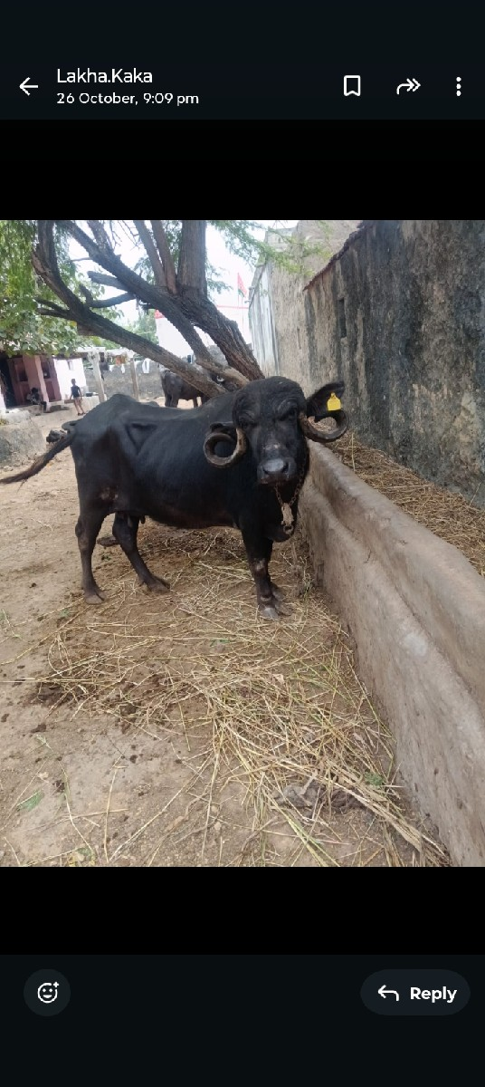 થંબનેલ 2