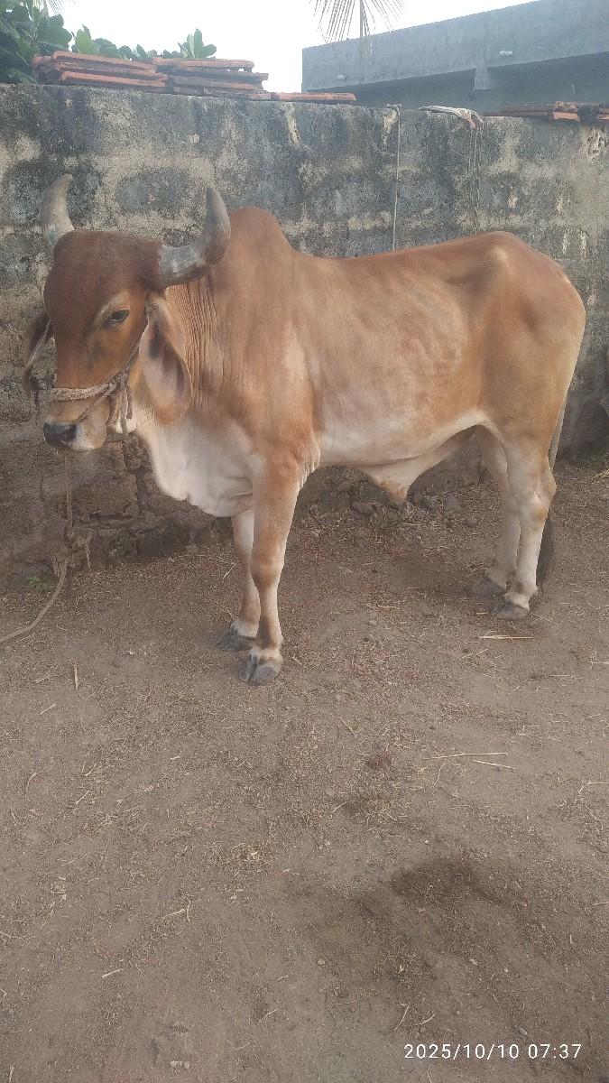 થંબનેલ 2