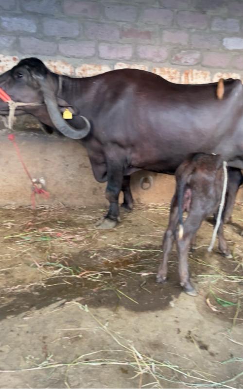 લેવી હોય તોજ ફોન કરવો