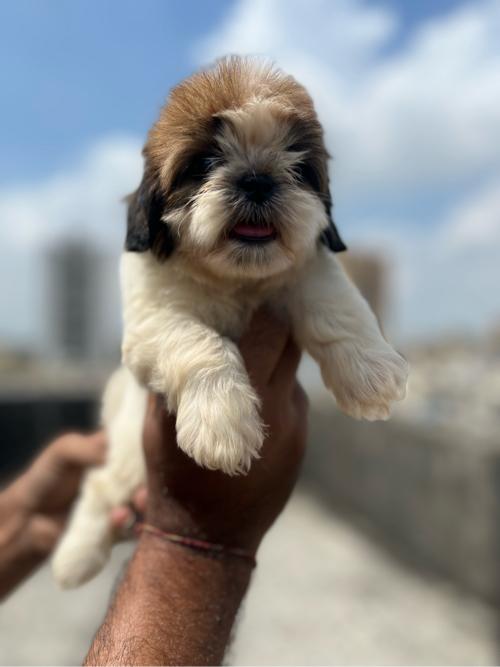 થંબનેલ 2