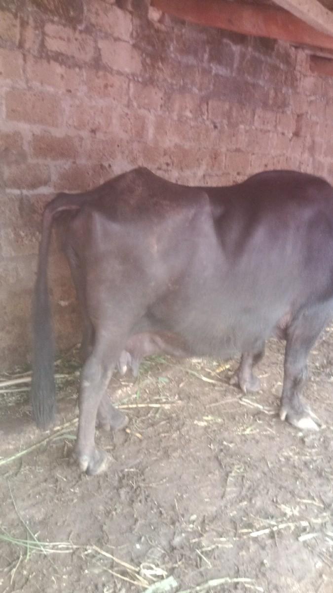 ભેંસ વેચવાની છે.