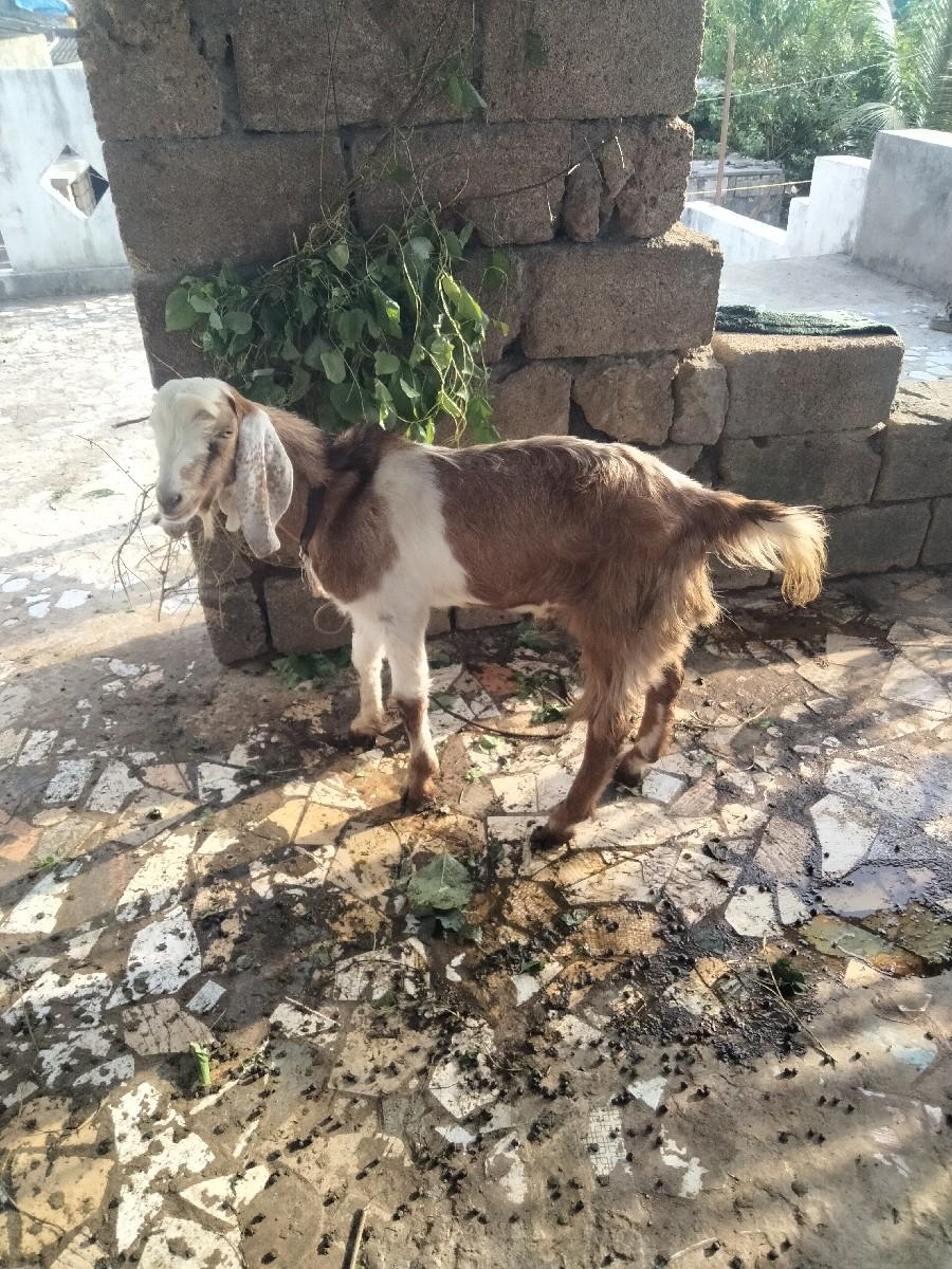 બકરોવૅચવાનોછૅ