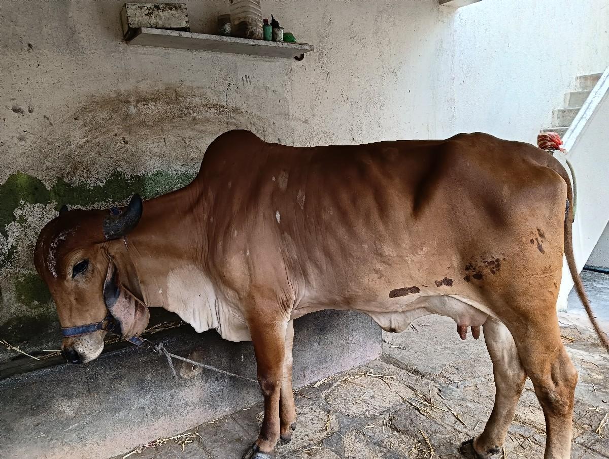 પ્યોર ગીર ગાય