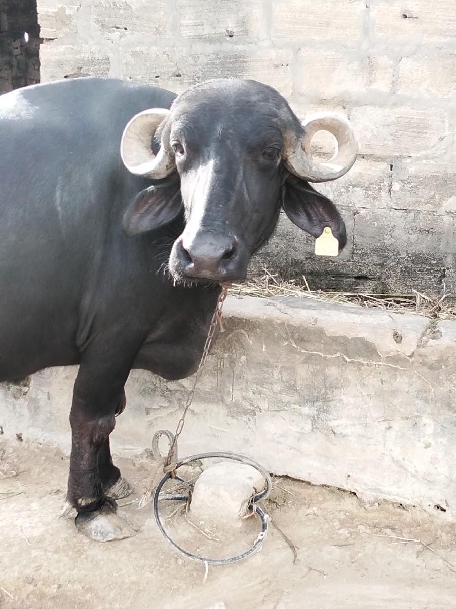 થંબનેલ 3