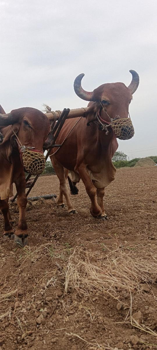 બળદ વેચવાના સે
