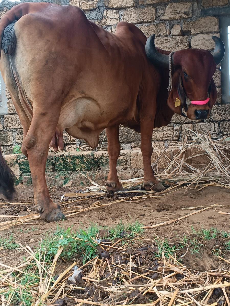 થંબનેલ 3