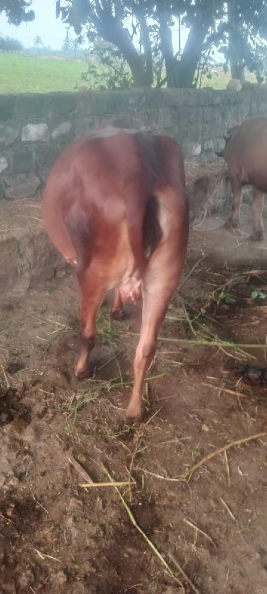 થંબનેલ 3