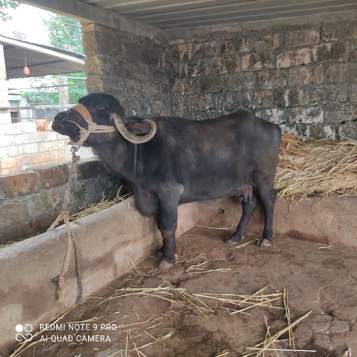 ભેંસ વેચવાની છે