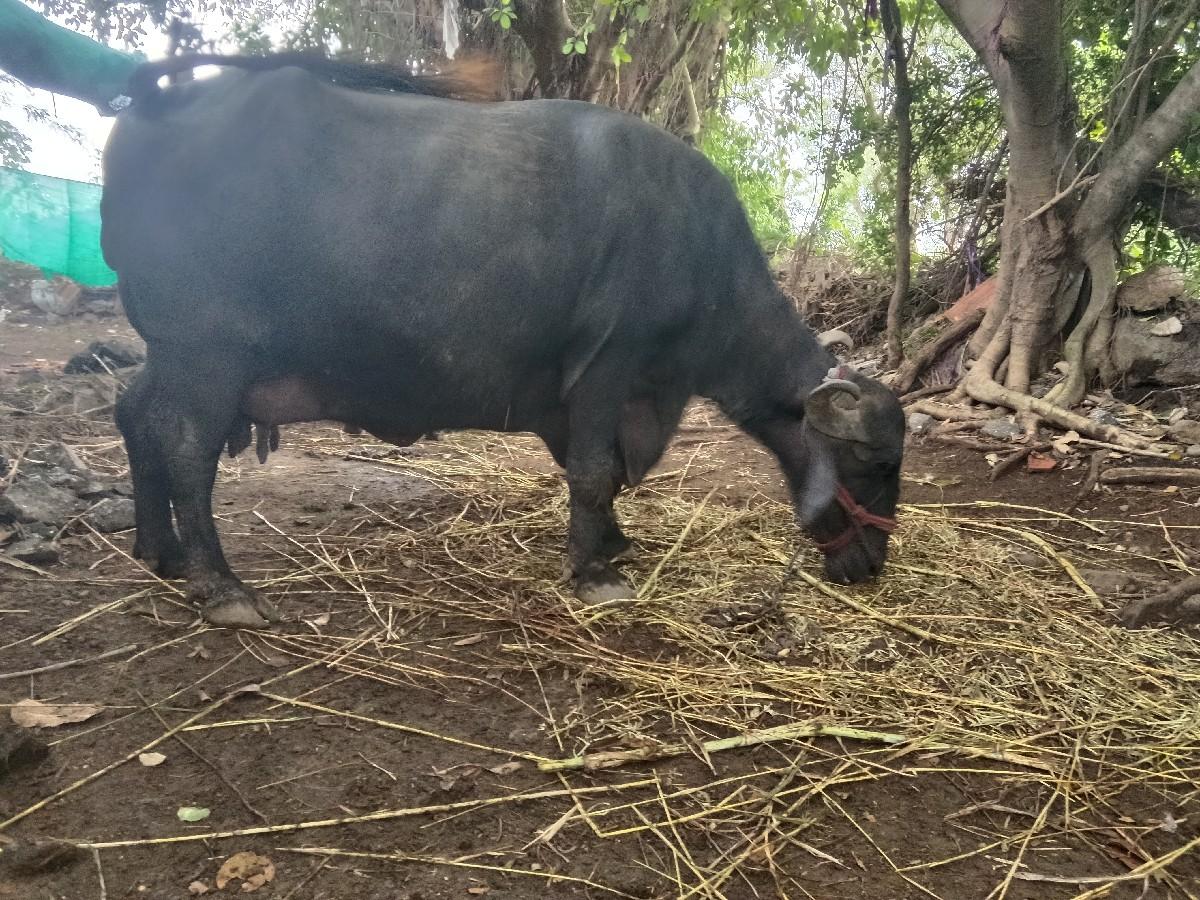 ભેશવેચવાનીછેવેતરબીજુવીયાશે