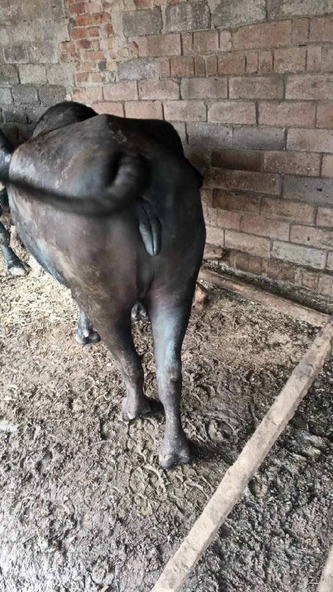 ખડાઈ 4 વર્ષ ની