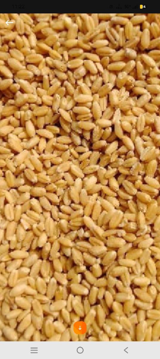 ઘઉં વેસવાના છે